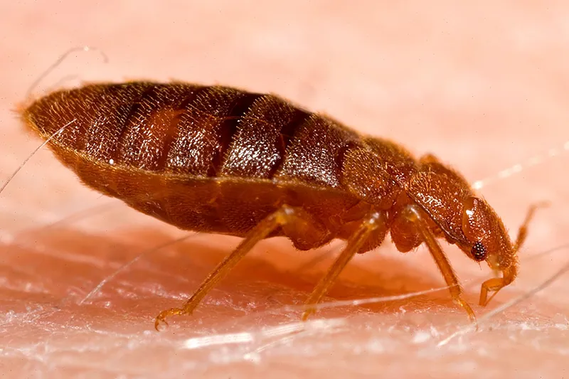 Chinche de cama adulta (Cimex lectularius) vista de perfil mientras se alimenta sobre la piel de una persona
