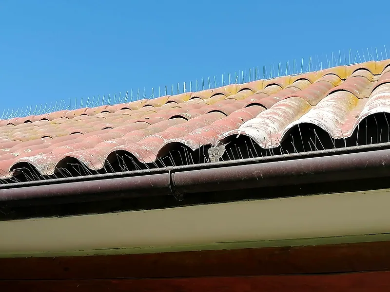 Instalación de púas antiposado para impedir que las palomas se asienten en la cornisa