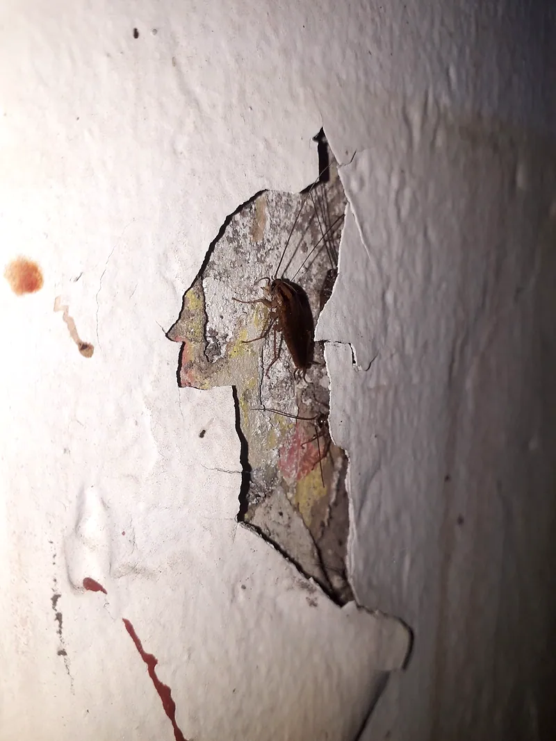 Cucaracha refugiada en una grieta de la pared, uno de sus escondites habituales
