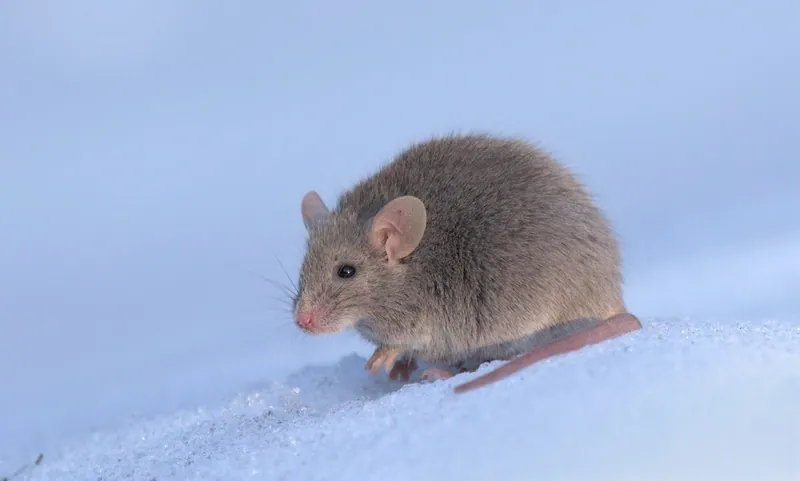 Laucha o ratón doméstico (Mus musculus) sobre la nieve